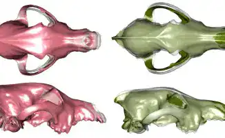 Казахстанские ученые участвуют в исследовании о морфологии собак, опубликованном в журнале Science