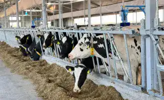 Корма, как золотые запасы: Казахстан готовит скот к зимним холодам