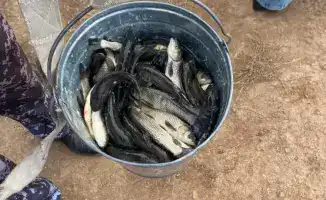 В реку Есиль выпущено более 237 тысяч сеголеток белого амура