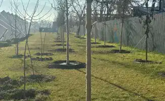 Almaty Enhances Greenery at Seyfullin-Jansugurov Interchange as Part of 'Clean Kazakhstan' Initiative