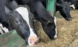 Изменения в правилах субсидирования племенного животноводства и повышения качества продукции