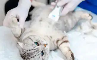 Обязательная стерилизация домашних животных в Казахстане: возможные последствия для владельцев и питомцев