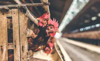 Смерть от H5N5: птичий грипп атакует человека впервые