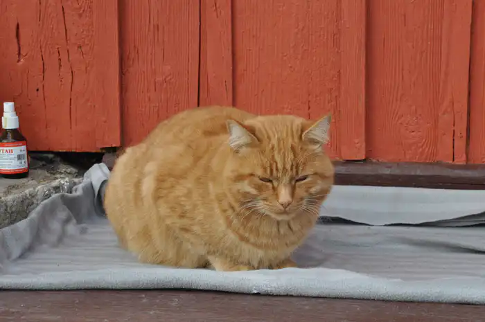 Рыжий кот
