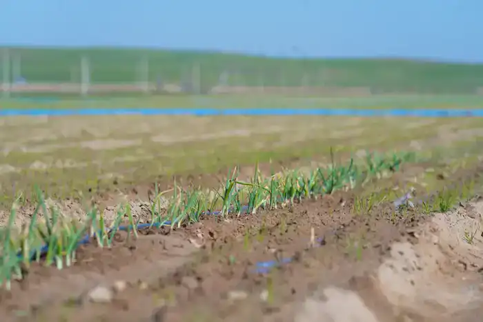 В ТУРКЕСТАНСКОЙ ОБЛАСТИ ВНЕДРЕНЫ ВОДОСБЕРЕГАЮЩИЕ ТЕХНОЛОГИИ НА 114 ТЫСЯЧАХ ГЕКТАРОВ ЗЕМЛИ (6)