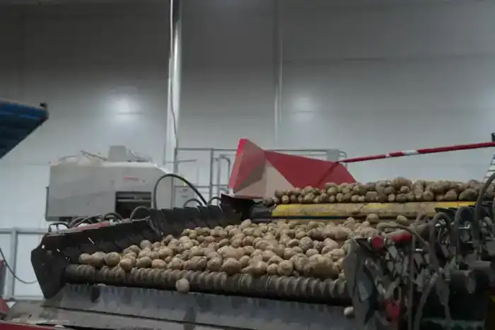 Прогноз производства и потребления лука репчатого и картофеля в Казахстане на 2025 год