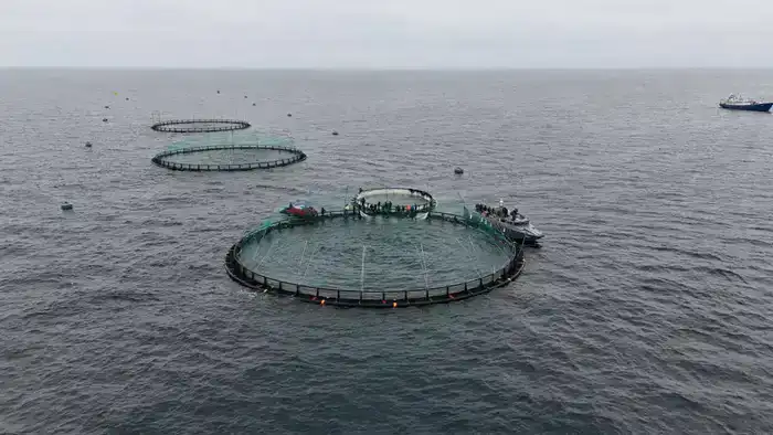 Первый проект морской аквакультуры в Мангистау