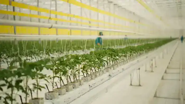 Тепличный комплекс мощностью 27 000 тонн овощной продукции в год запустили в Туркестанской области (2)