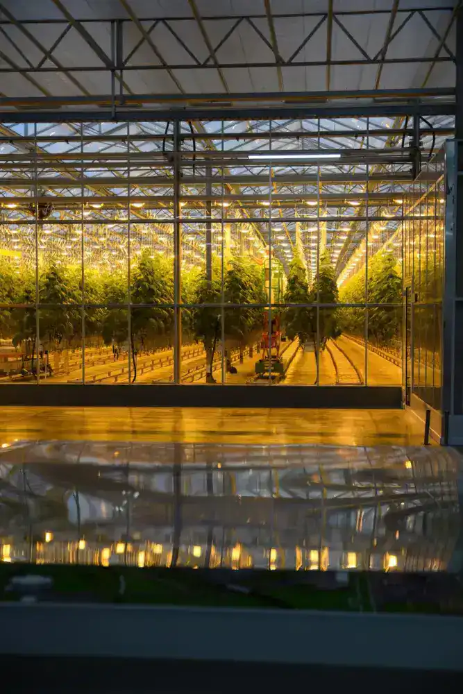 Тепличный комплекс «Зеленый Север» увеличит производство овощей до 4,5 тыс. тонн в год