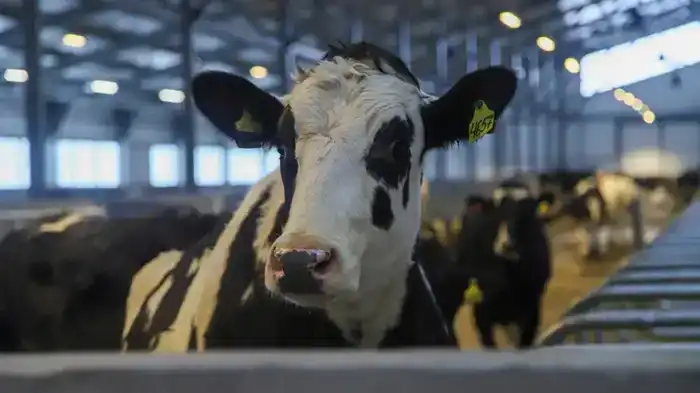 В ВКО открыта новая молочно-товарная ферма на 1075 голов (7)