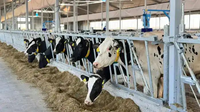 Создание мясного кластера в Акмолинской области с мощностью 30 тысяч голов в год