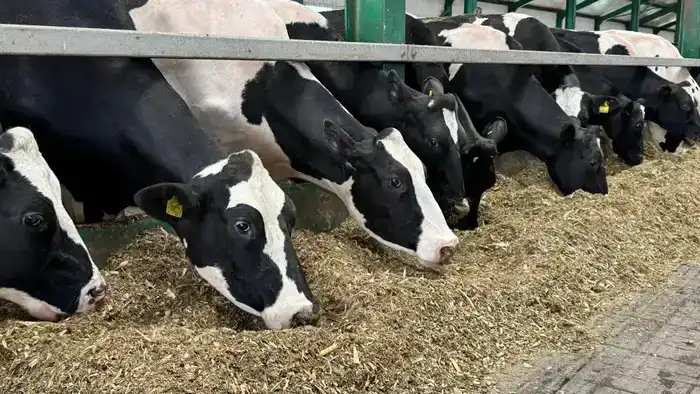 15 новых инвестпроектов в сфере животноводства стартуют в Костанайской области в 2026 году (3)