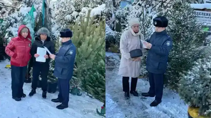 В Алматы стартовало профилактическое мероприятие по охране хвойных деревьев