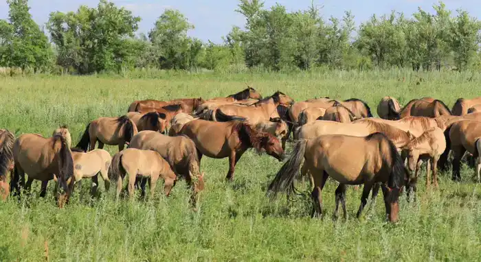 Поголовье скота в Актюбинской области выросло на 7% благодаря господдержке (2)