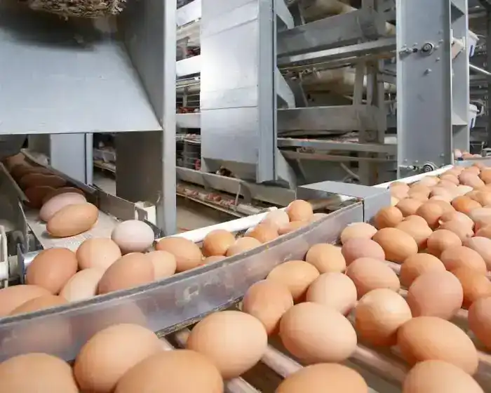 Запрет на ввоз куриных яиц в Казахстан: последствия для потребителей и местного рынка