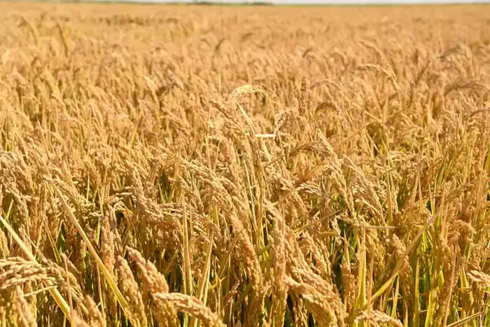 Диверсификация посевных площадей в Кызылординской области: влияние на аграрный сектор и ресурсосбережение