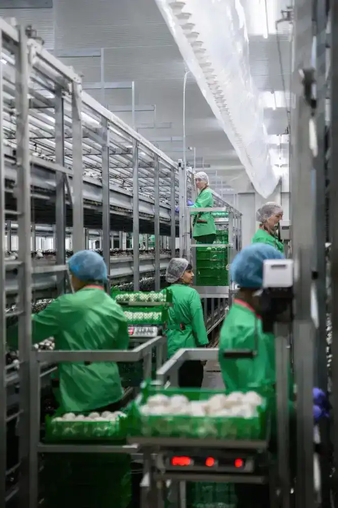 Производство сгущенного молока мощностью 12 тыс. тонн в год запустили в СКО (9)