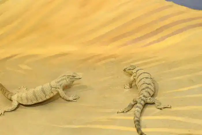 В Кызылорде построено жилье для работников сферы культуры и передано 40 квартир (10)