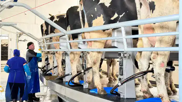 Запуск программы тиражирования опыта СКО приводит к реализации 84 инвестпроектов в АПК