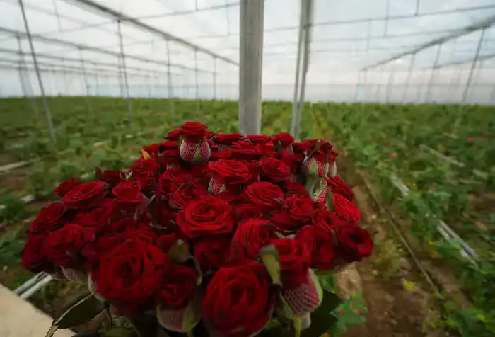 ТУРКЕСТАНСКАЯ ОБЛАСТЬ ЛИДИРУЕТ В РЕСПУБЛИКЕ ПО ОБЪЕМУ СЕЛЬХОЗПРОДУКЦИИ - ПРОИЗВЕДЕНО 1,1 ТРЛН ТЕНГЕ (7)