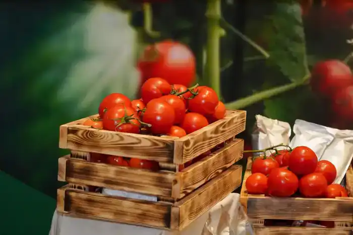 Зеленый оазис Шымкента: тепличный комплекс на 36 тысяч тонн овощей преобразит регион к 2028 году