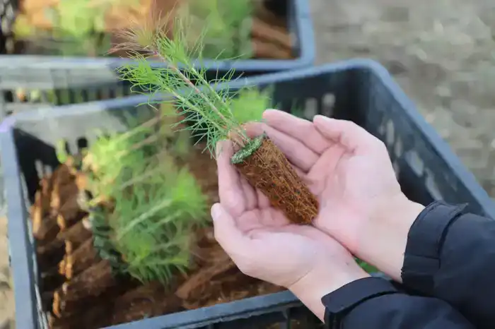 Итоги года в Жетісу: в рамках программы «Таза Қазақстан» создано 11 новых парков и 5 скверов (6)