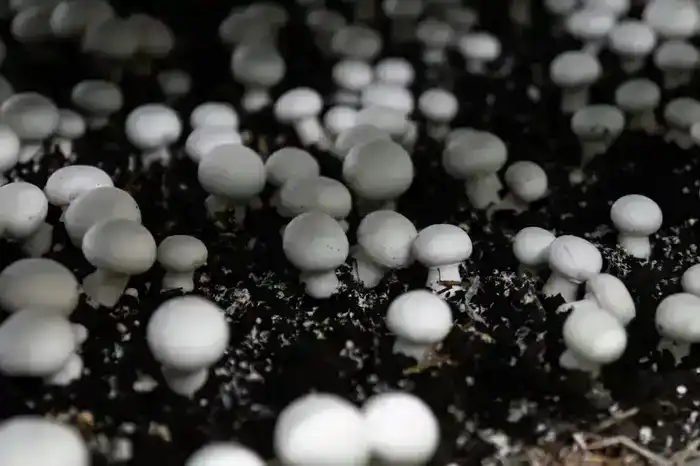 Производство сгущенного молока мощностью 12 тыс. тонн в год запустили в СКО (8)