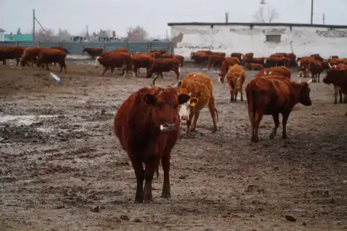 Создание агропромышленного мясного кластера в Ерейментауском районе: инвестиции и новые рабочие места