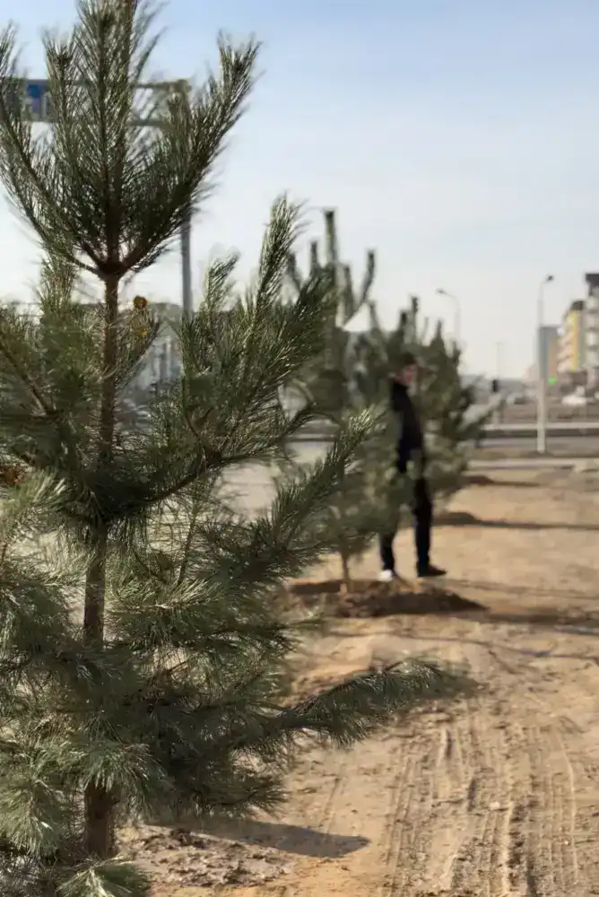 В Актобе было высажено 150 сосен, привезенных благодаря спонсорской поддержке предпринимателей (2)