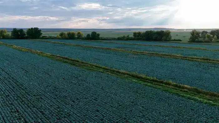 Казахстан картофель 2,9 млн тонн урожай 2025 диверсификация