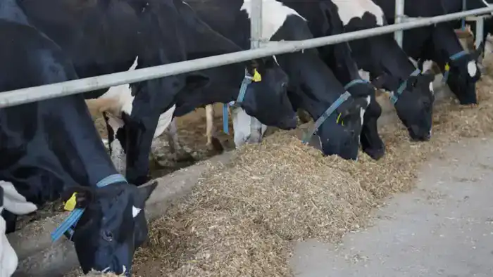 Казахстан снижает зависимость от импорта молока и мяса птицы благодаря новым производственным мощностям