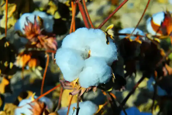 АПК Туркестанской области показывает высокие темпы развития (5)