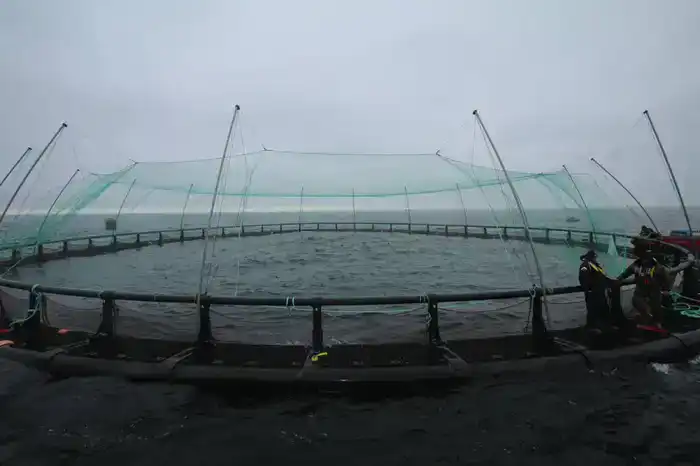 В Мангистауской области реализуется первый в Центральной Азии морской аквакультурный проект (5)