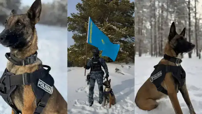 Служебные собаки раскрыли 28 преступлений в Абае