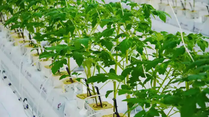 Теплицы на 27 тысяч тонн: овощи из Туркестана!