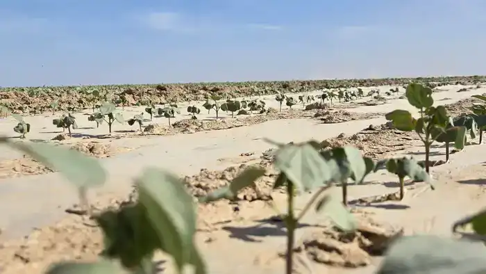 В Туркестанской области стартует создание кластера от выращивания хлопка до производства одежды