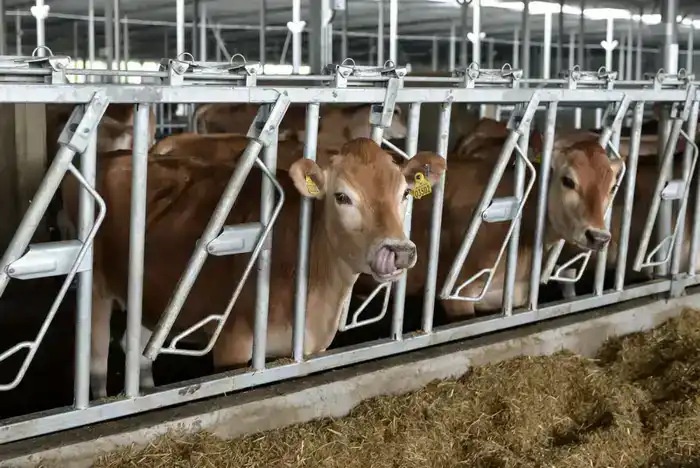 Развитие животноводства в 2026 году с поддержкой 200 млрд тенге