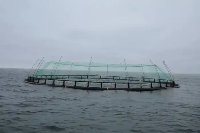 Проект по выращиванию морского лосося в Мангистау: новый импульс для рыбного хозяйства региона