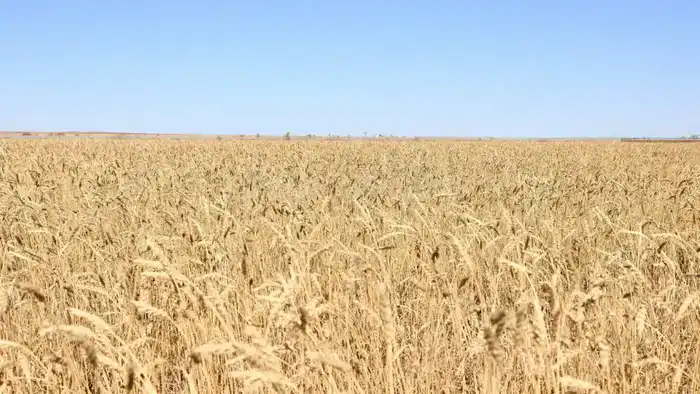 Рост сельского хозяйства в Карагандинской области: рекордные сборы зерна и картофеля