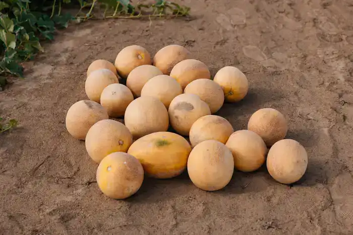 В Атырауской области объём производства сельскохозяйственной продукции достиг 116,8 млрд тенге (6)