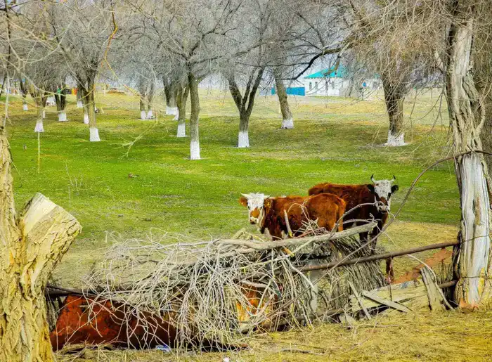 Актюбинская область: рост поголовья скота на 7%