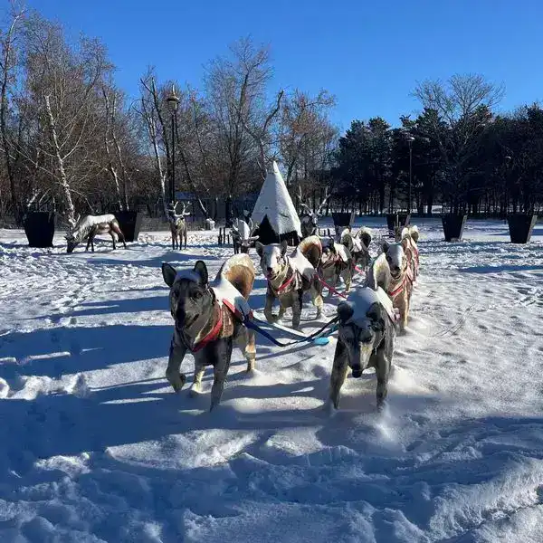 Немного волшебства: кто в Караганде создаёт новогоднюю атмосферу (4)