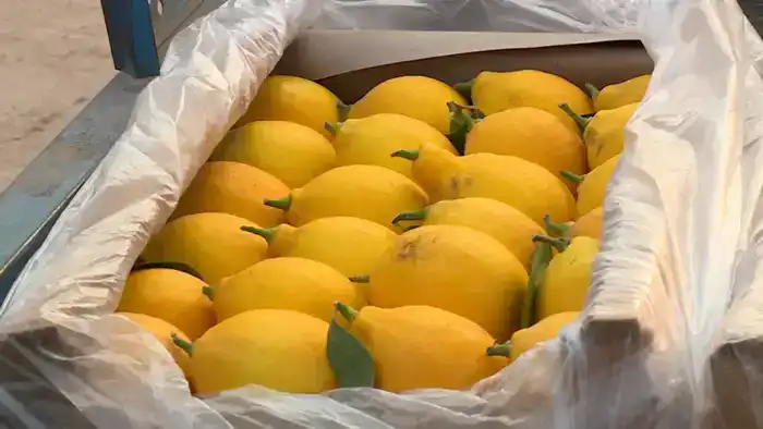 Сарыагашский фермер достигает рекордного сбора 200 тонн лимонов в год из теплицы