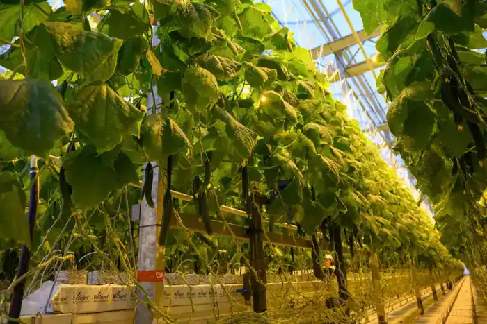 Тепличный комплекс «Зеленый Север» планирует расширение производственных мощностей до 4,5 тыс.тонн продукции в год (4)