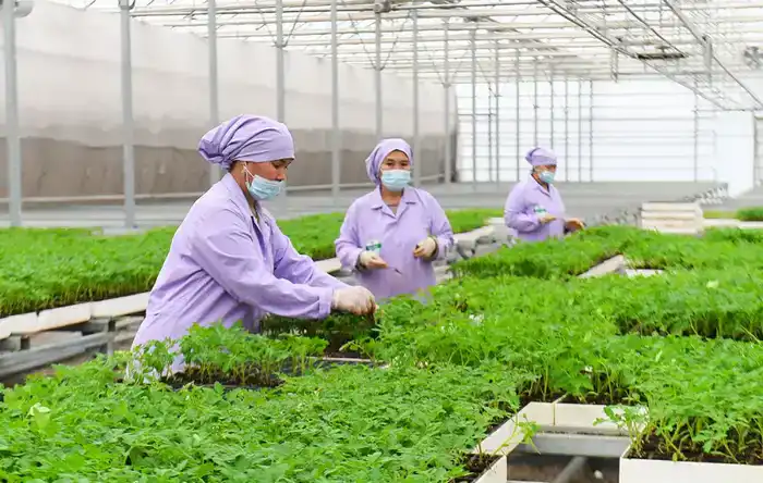 Аграрный сектор Туркестанской области демонстрирует значительный рост благодаря внедрению новых технологий