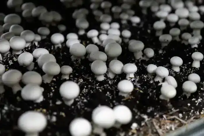 Самая крупная грибная ферма открыта в регионе (5)