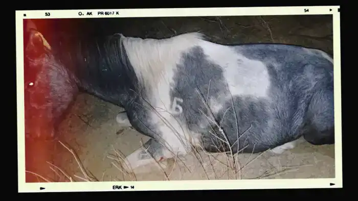 Скотокрады в ловушке: 534 преступника пойманы с начала 2025 года благодаря чипам, как мыши в сети