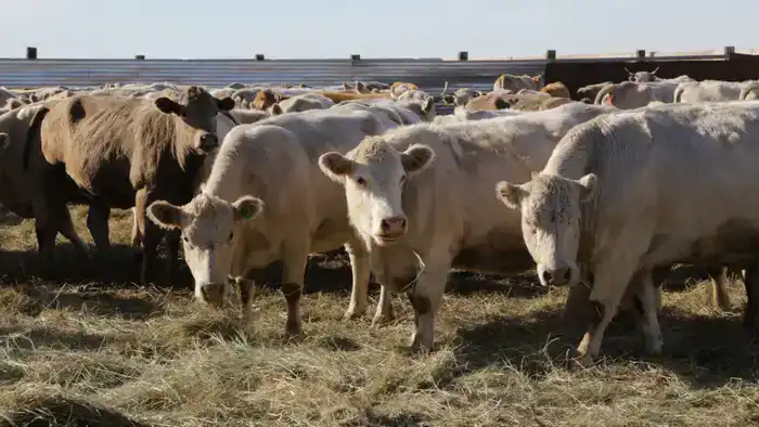 Зимние дары: фермеры Карагандинской области готовят свои стада к холодам