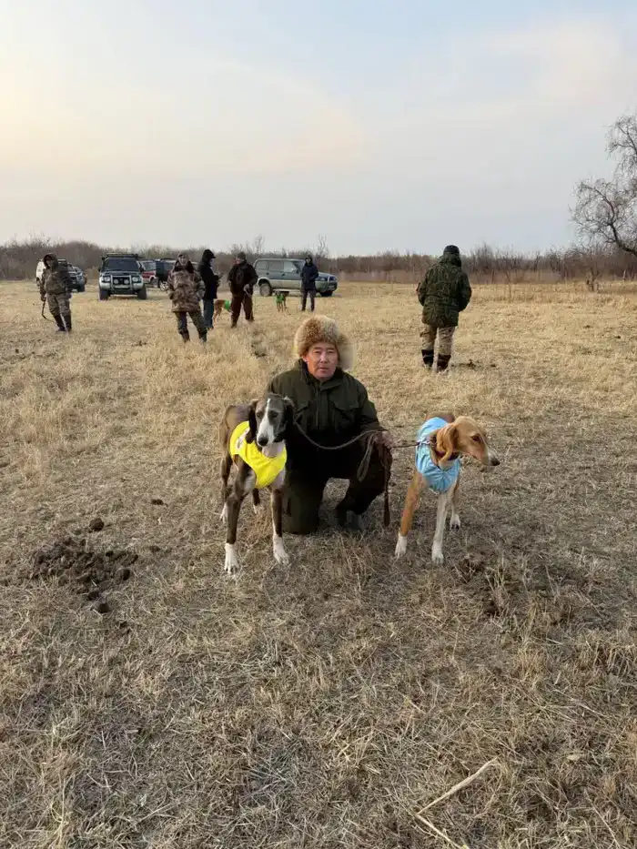 Кто победил в охотничьей дуэли тазы и зайца?