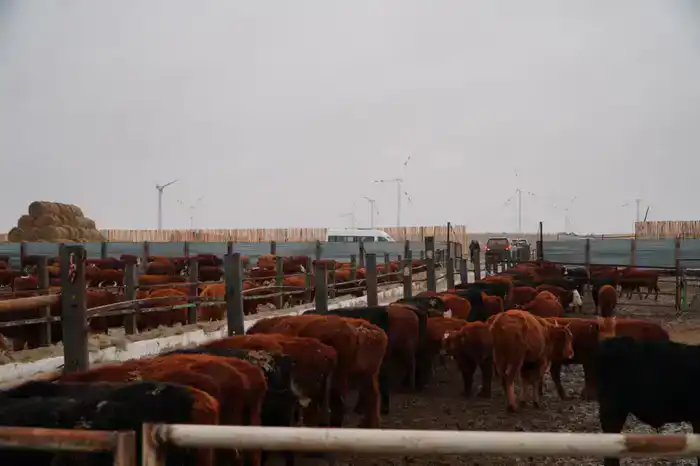 В Ерейментауском районе формируется крупный мясной кластер (3)